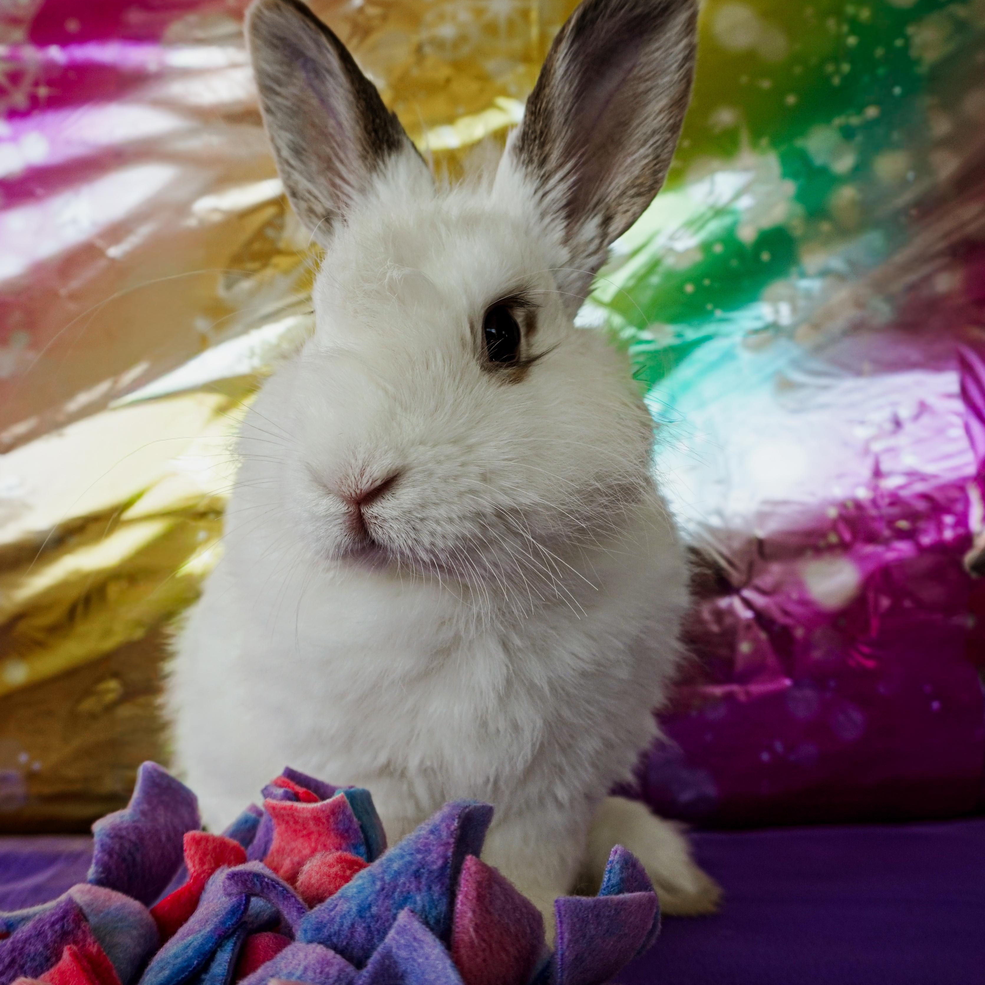 Enlarge Zuzu, a ADOPTABLE mixed breed in Long Beach, CA image 2/3