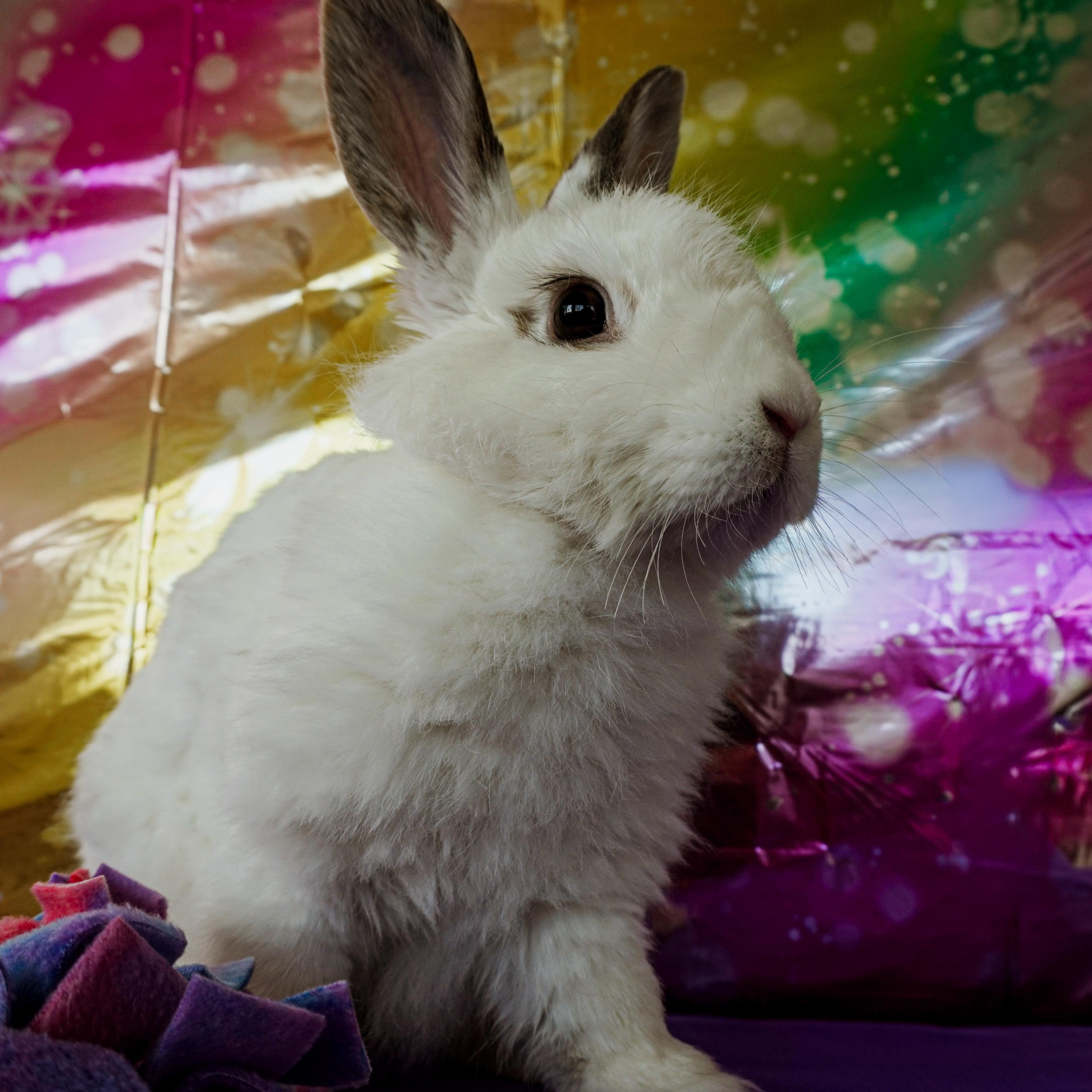 Enlarge Zuzu, a ADOPTABLE mixed breed in Long Beach, CA image 1/3