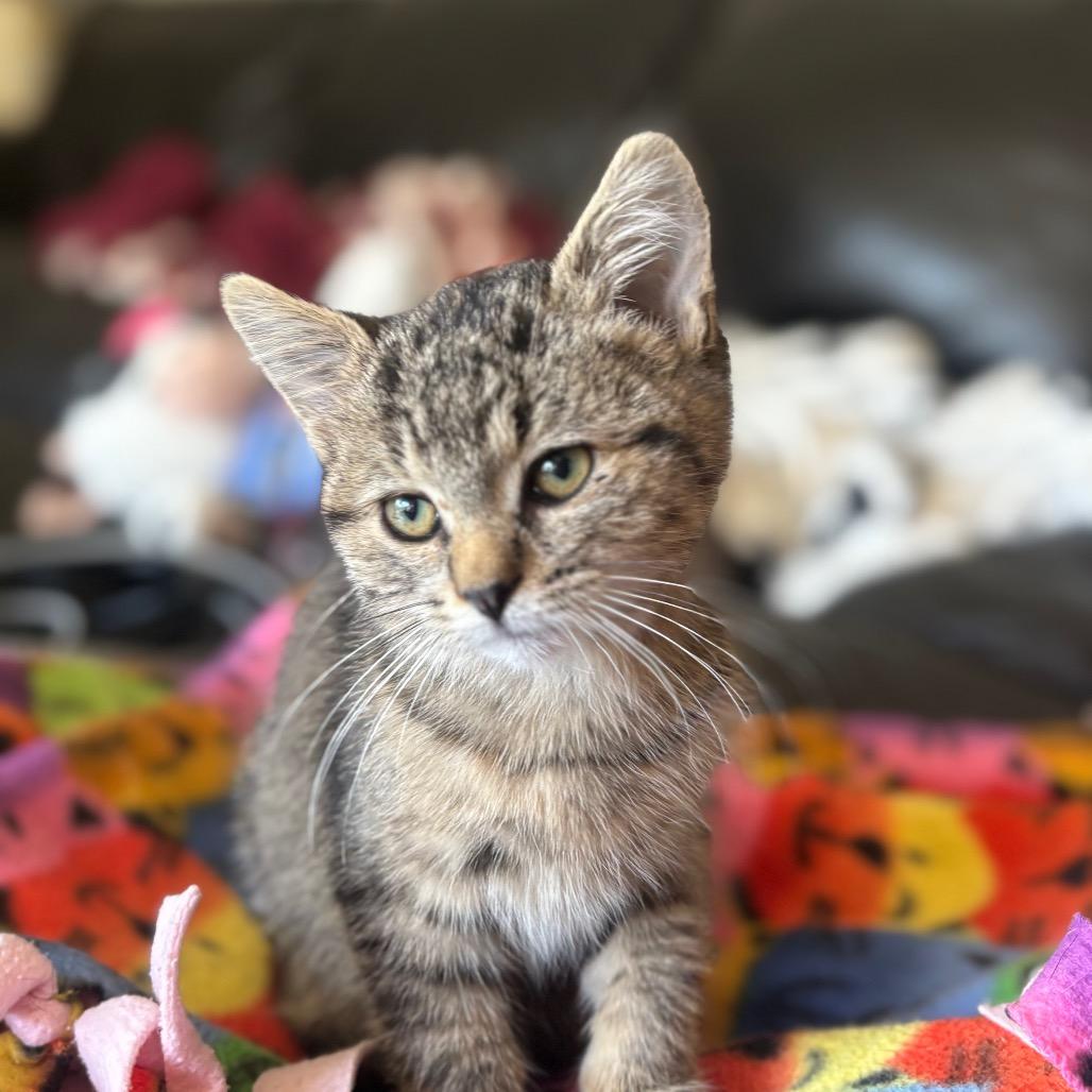 Bella — thumbnail 2