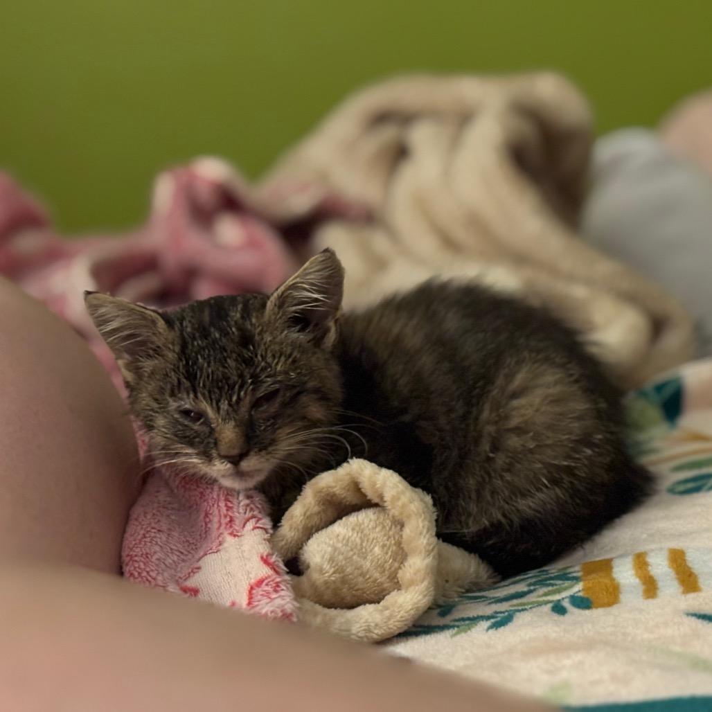 Bella — thumbnail 3