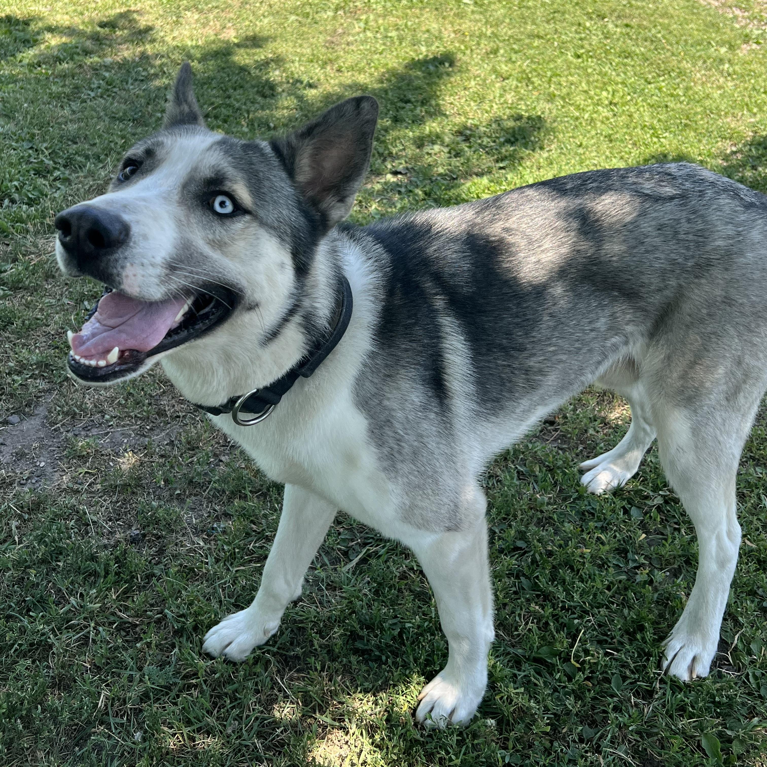 Enlarge Kodax - NO FEE (Sponsored by Hawkins Chevrolet), an adopted mixed breed in Fairmont, MN image 3/6