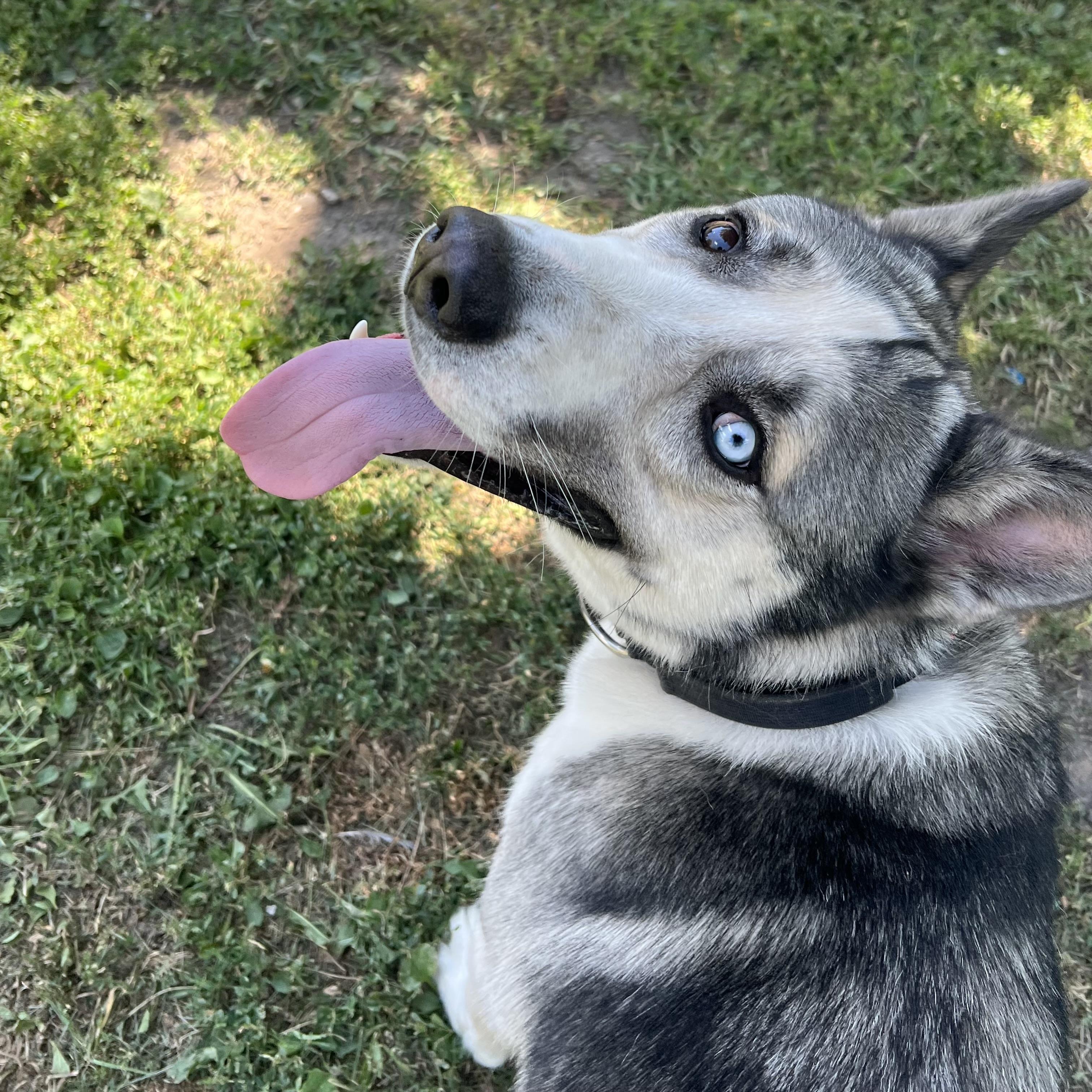 Enlarge Kodax - NO FEE (Sponsored by Hawkins Chevrolet), an adopted mixed breed in Fairmont, MN image 2/6