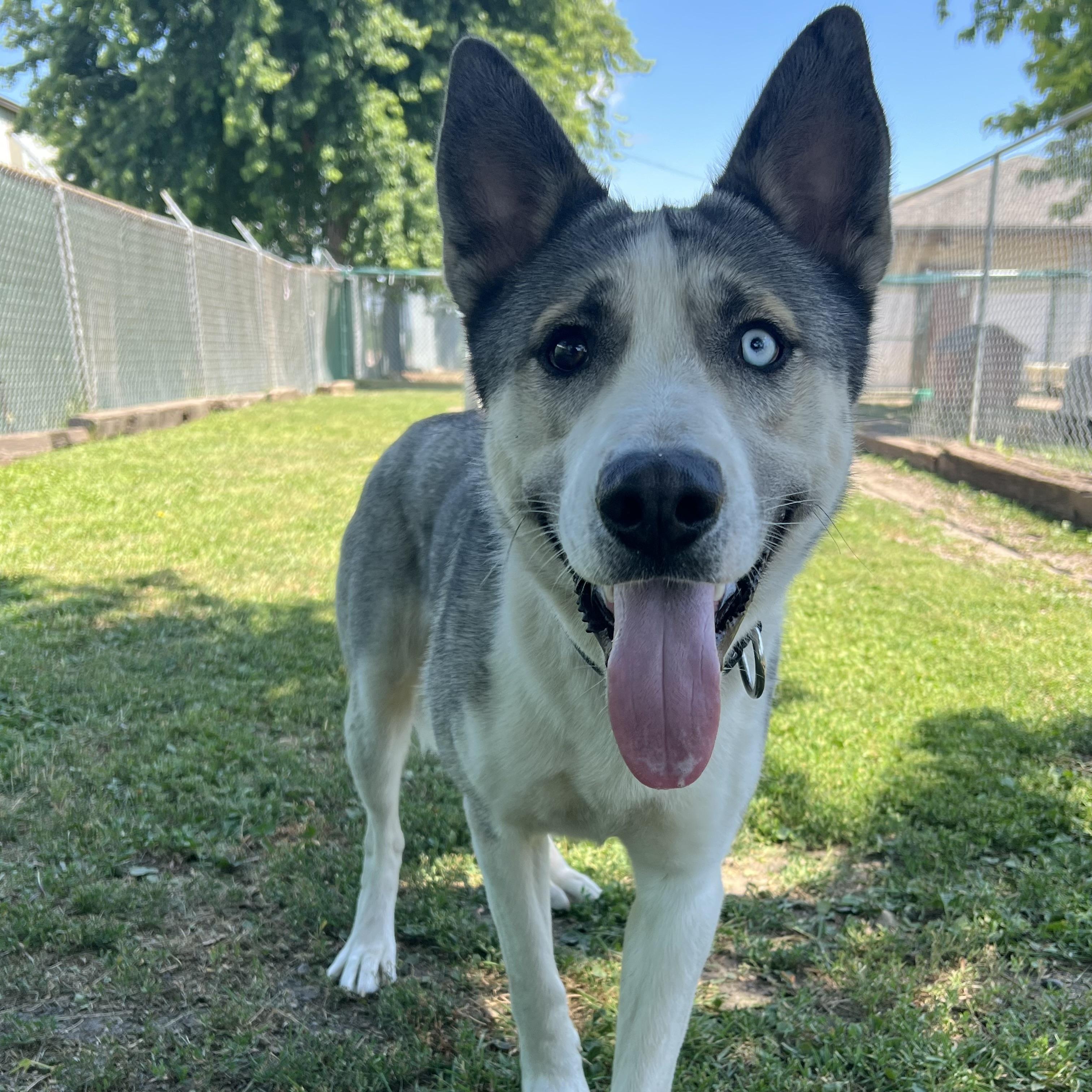 Enlarge Kodax - NO FEE (Sponsored by Hawkins Chevrolet), an adopted mixed breed in Fairmont, MN image 5/6