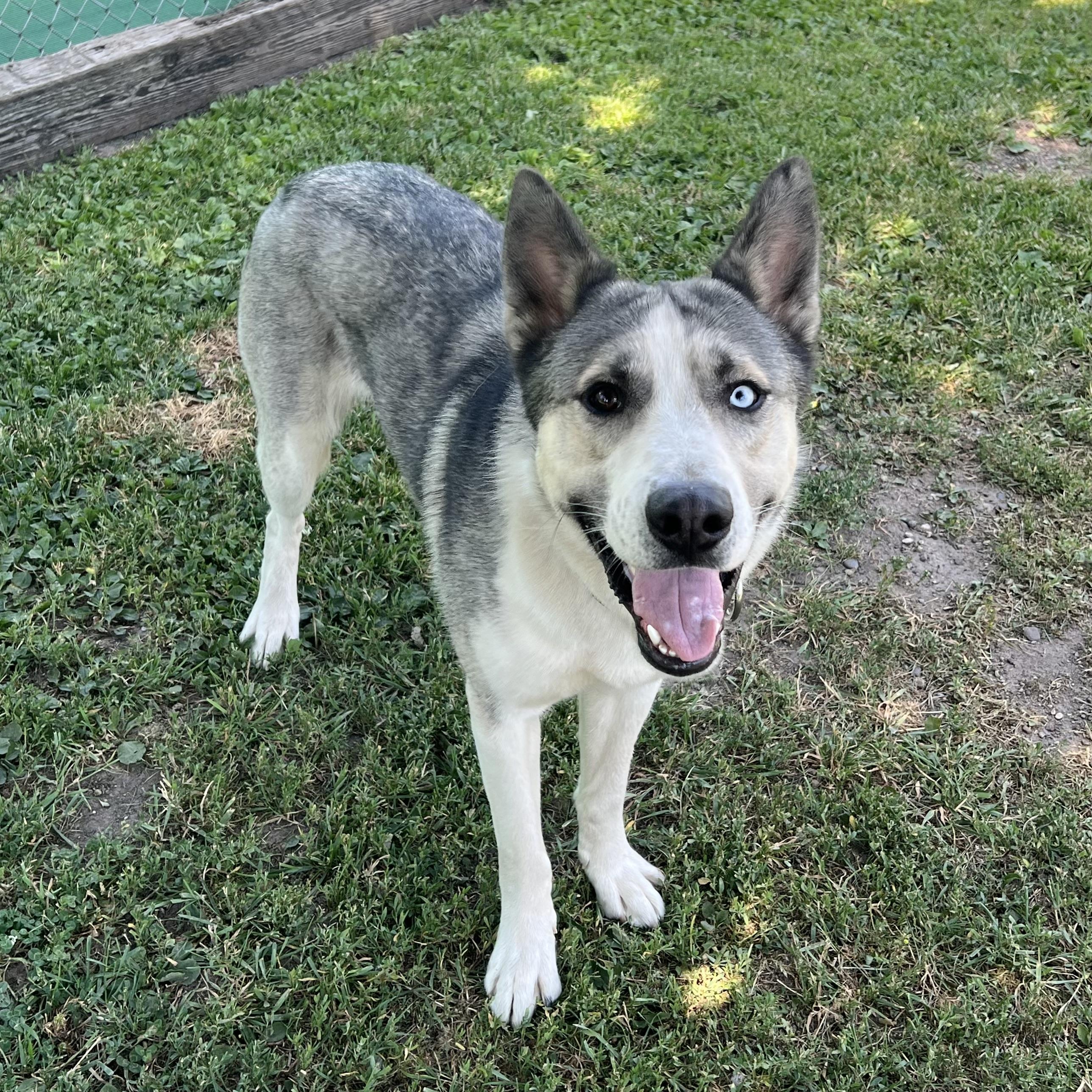 Enlarge Kodax - NO FEE (Sponsored by Hawkins Chevrolet), an adopted mixed breed in Fairmont, MN image 6/6