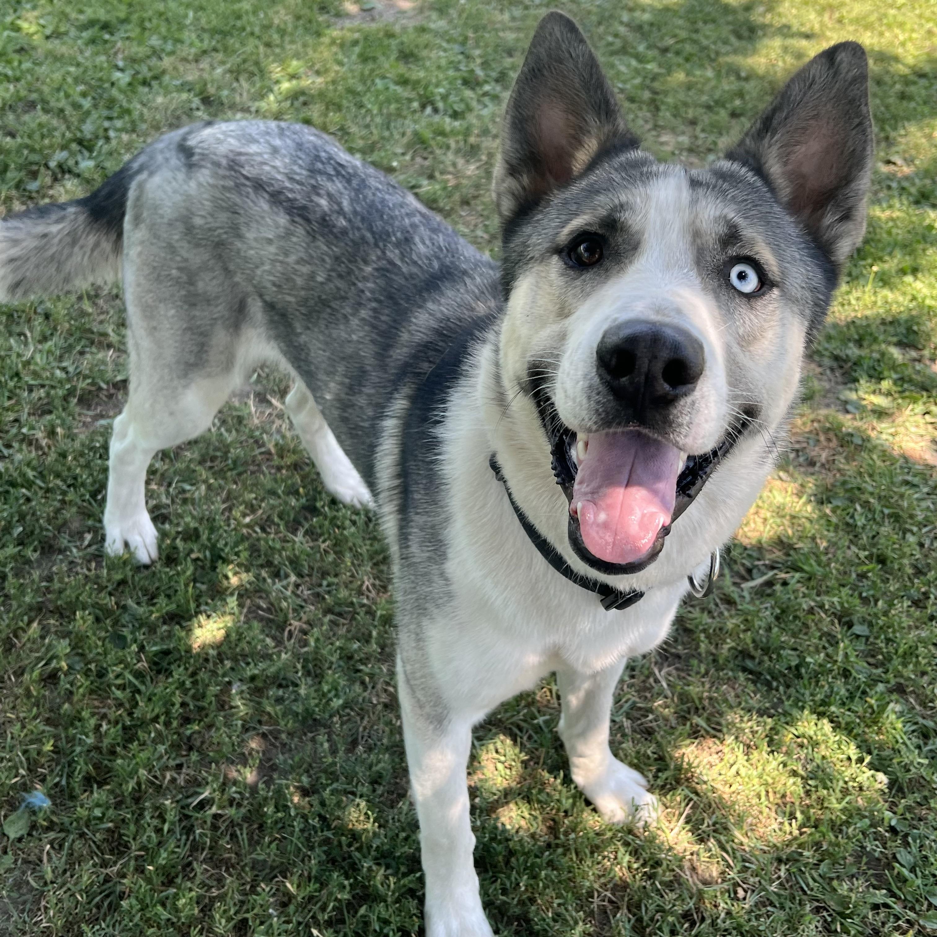 Kodax - NO FEE (Sponsored by Hawkins Chevrolet), adopted, Young Male Husky & Shepherd.