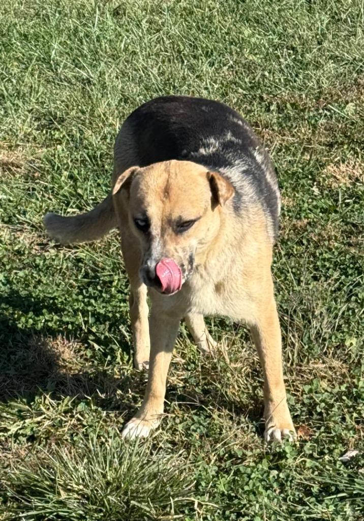 Sky, Adoptable, Young Female Australian Shepherd & Terrier.