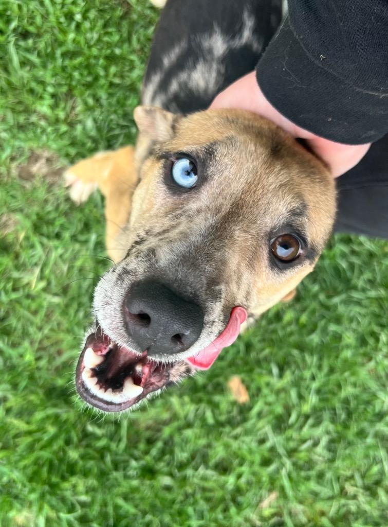 Enlarge Sky, a Adoptable mixed breed in Greencastle, IN image 2/4