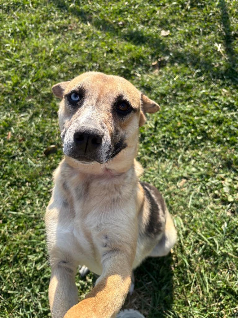 Sky, a Adoptable mixed breed in Greencastle, IN image 2/4