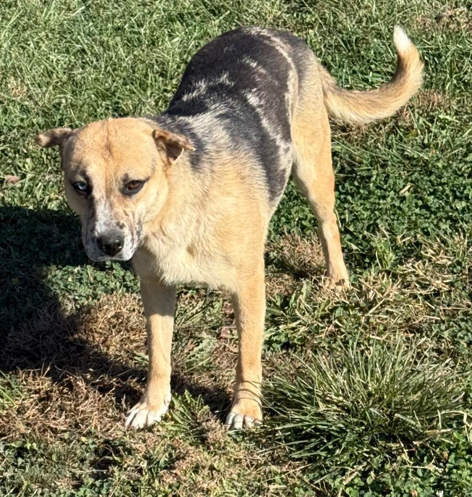Sky, a Adoptable mixed breed in Greencastle, IN image 3/4