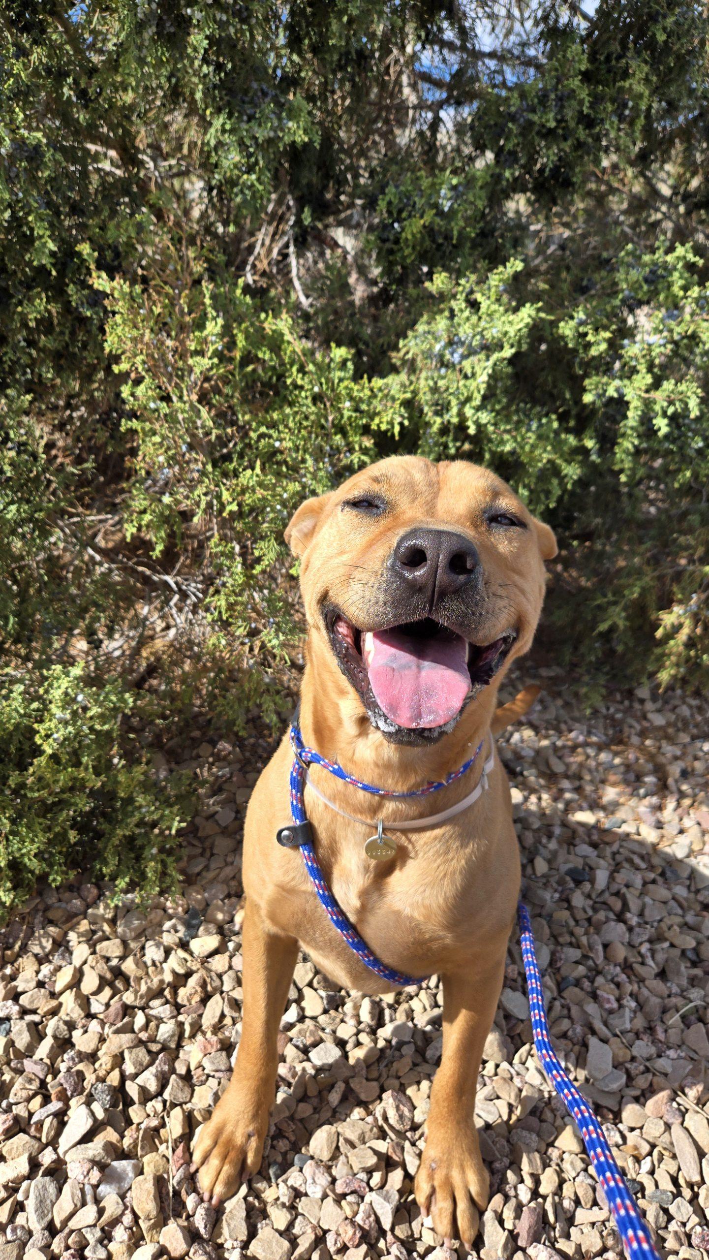 Enlarge Koda, a Adoptable mixed breed in Grand Junction, CO image 1/3