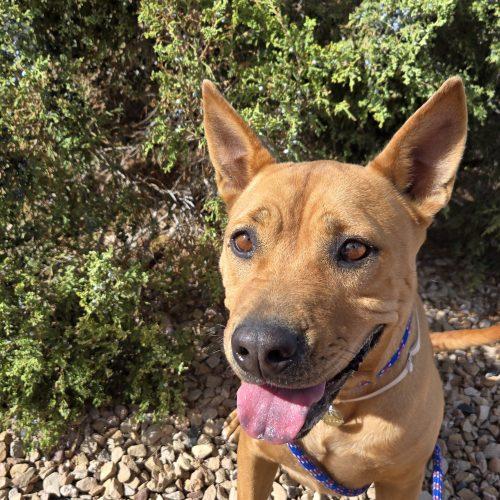 Enlarge Koda, a Adoptable mixed breed in Grand Junction, CO image 2/3