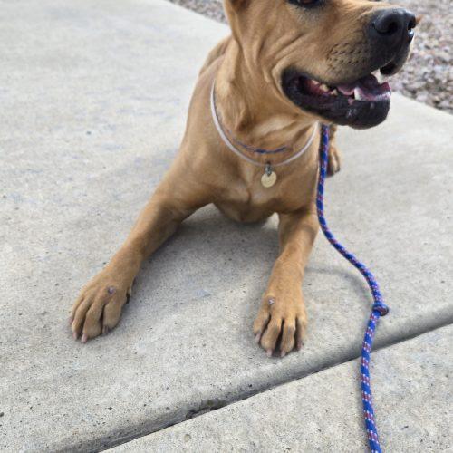 Enlarge Koda, a Adoptable mixed breed in Grand Junction, CO image 3/3