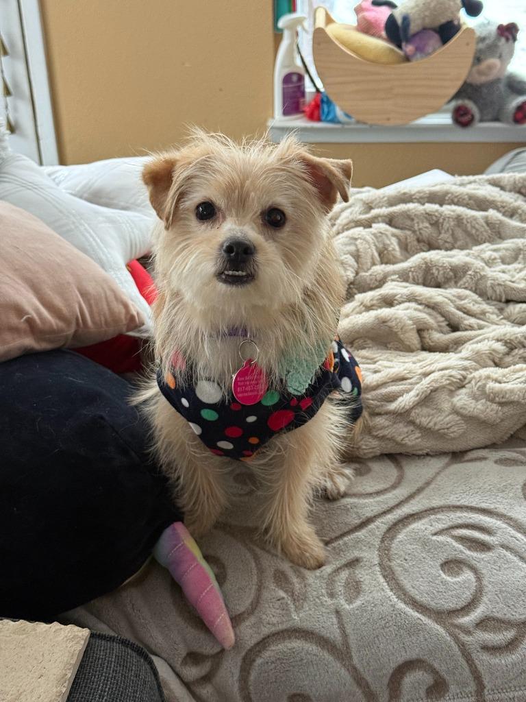 Enlarge Tillie, a Adopted mixed breed in Arlington, TX image 1/3