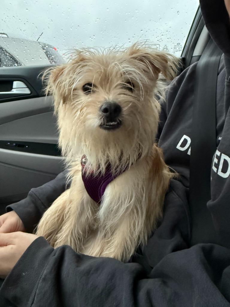 Enlarge Tillie, a Adopted mixed breed in Arlington, TX image 2/3