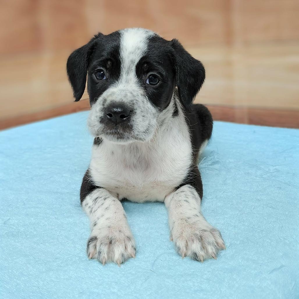 Enlarge Shayne, a Adoptable mixed breed in Griswold, CT image 1/1