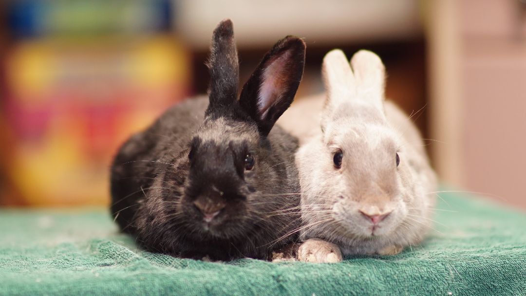 Petra and Midnight, Adopted, Adult Male Bunny Rabbit.
