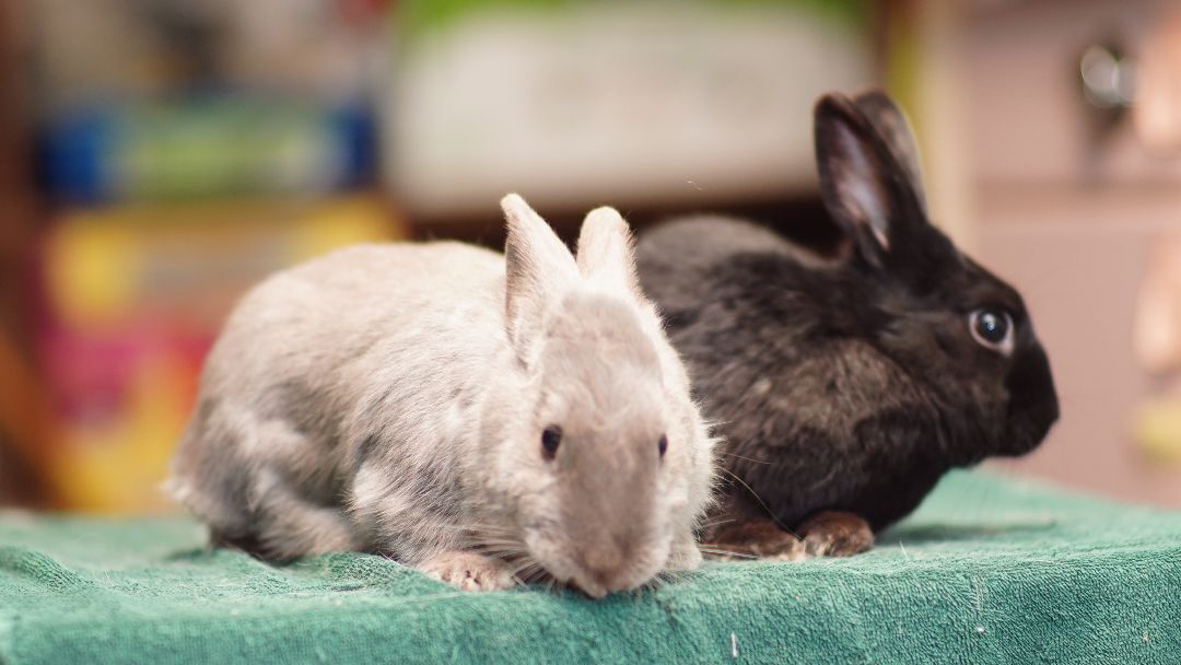 Petra and Midnight, a Adopted Bunny Rabbit in Vancouver, BC image 2/3