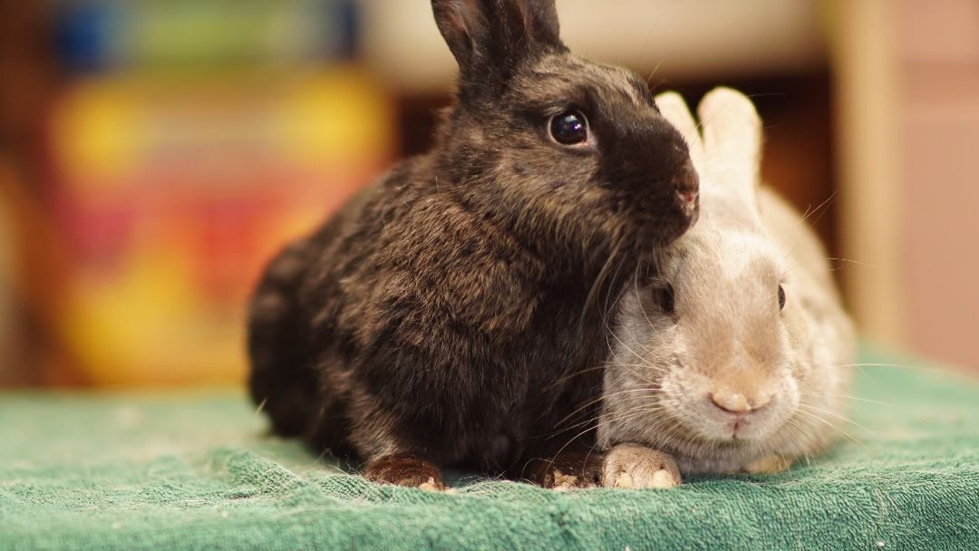 Petra and Midnight, a Adopted Bunny Rabbit in Vancouver, BC image 3/3