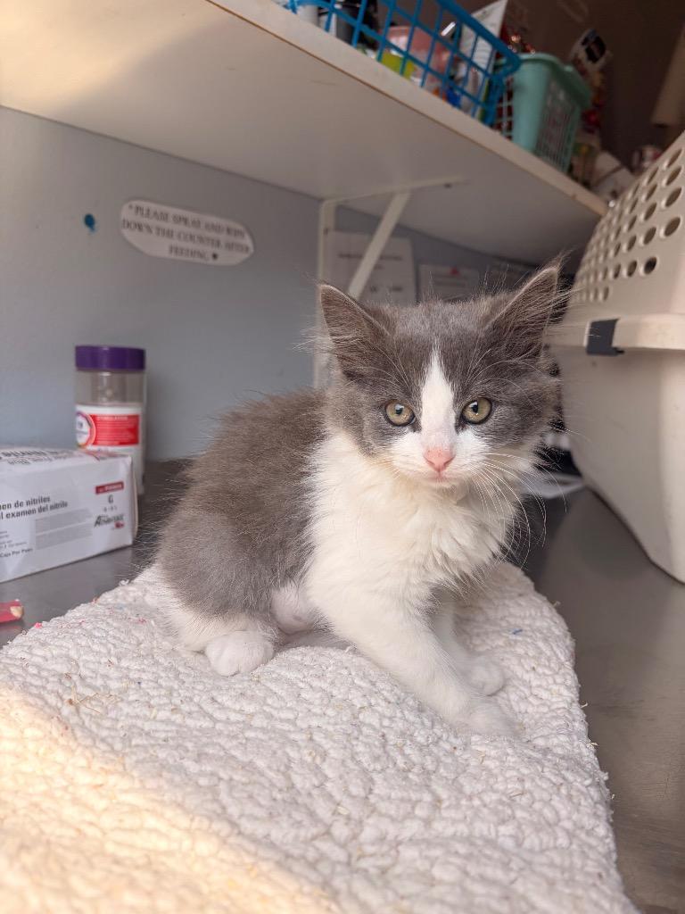 Q4 River, Adoptable, Kitten Male Domestic Medium Hair.