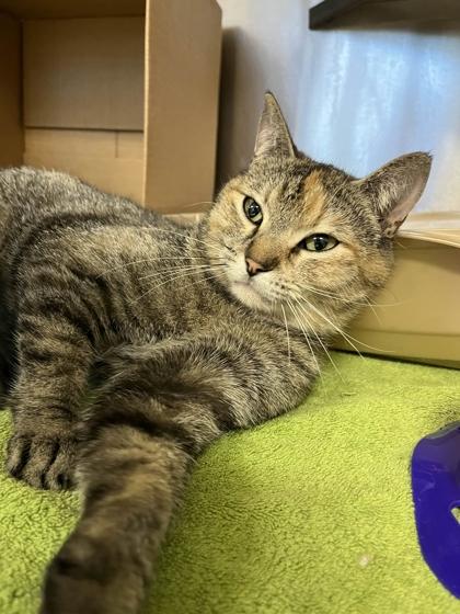 Enlarge Thomasina, a Adoptable mixed breed in Memphis, TN image 1/3