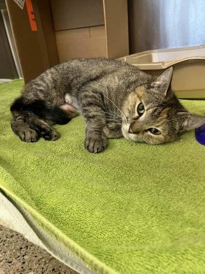 Enlarge Thomasina, a Adoptable mixed breed in Memphis, TN image 2/3