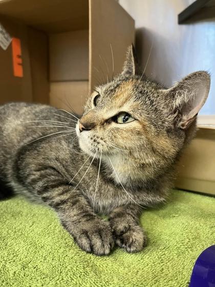 Enlarge Thomasina, a Adoptable mixed breed in Memphis, TN image 3/3