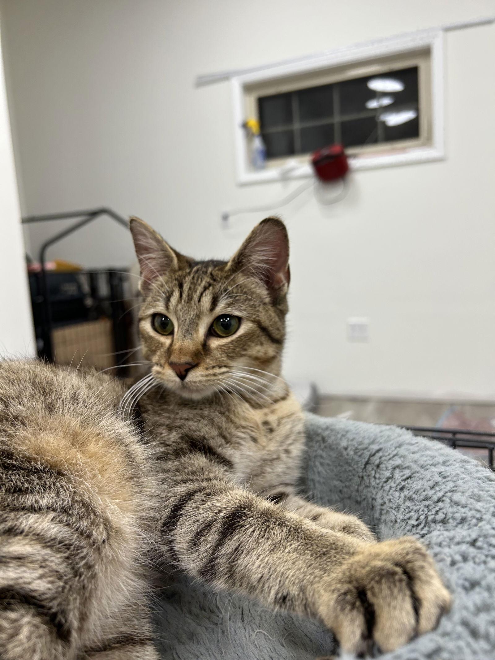 Enlarge Mocha, a Adoptable mixed breed in Columbia, SC image 4/4