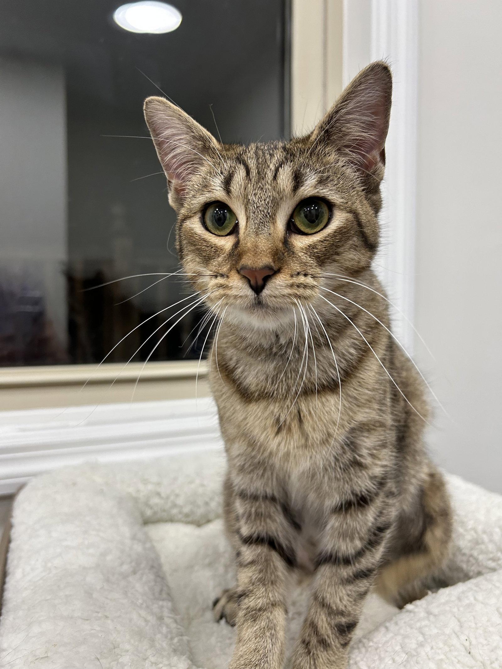 Mocha, Adoptable, Young Female Tabby & Domestic Short Hair.