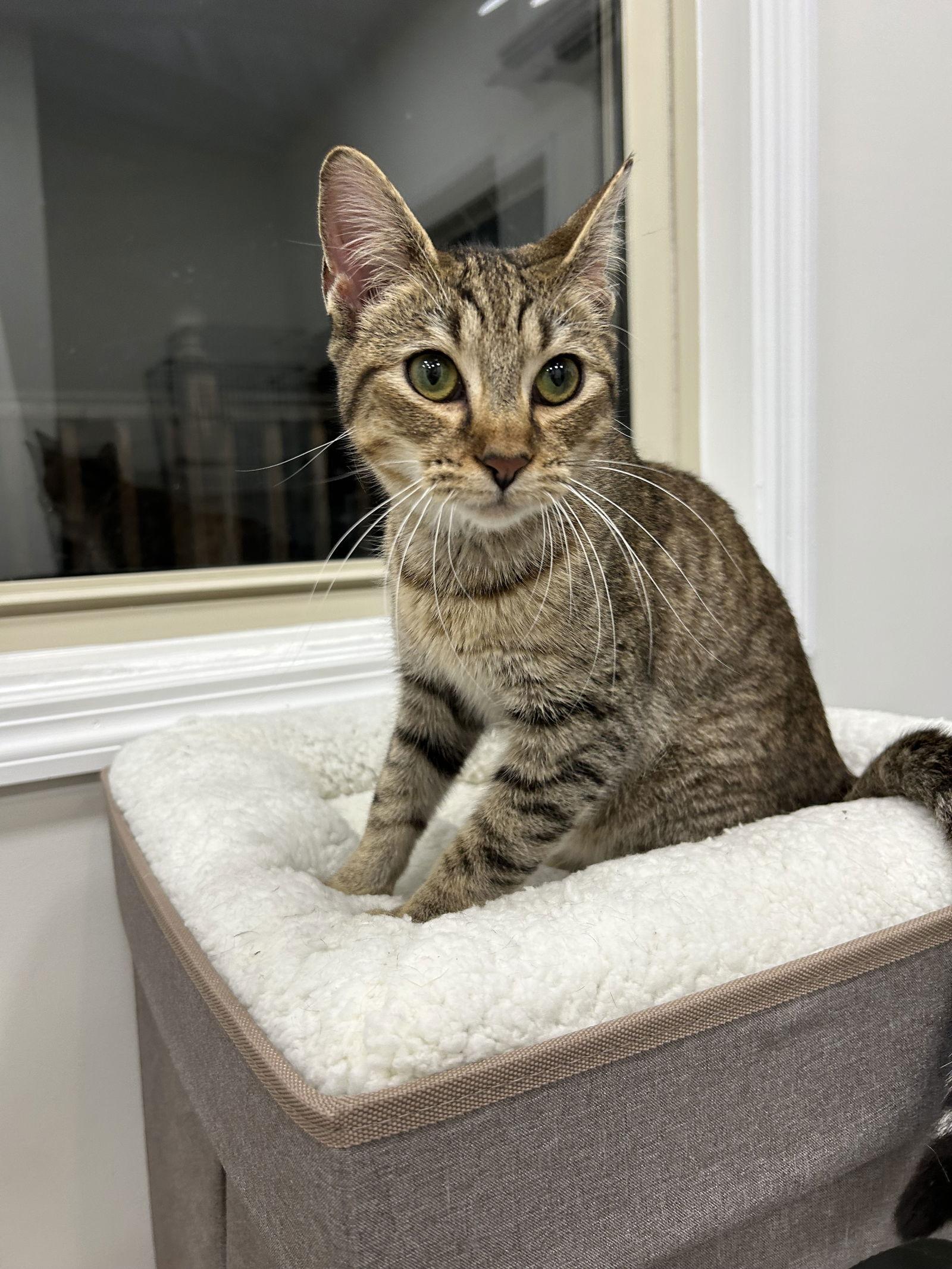 Enlarge Mocha, a Adoptable mixed breed in Columbia, SC image 2/4