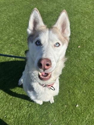 Enlarge Rexburg - 2, a Adoptable mixed breed in Daytona Beach, FL image 1/2