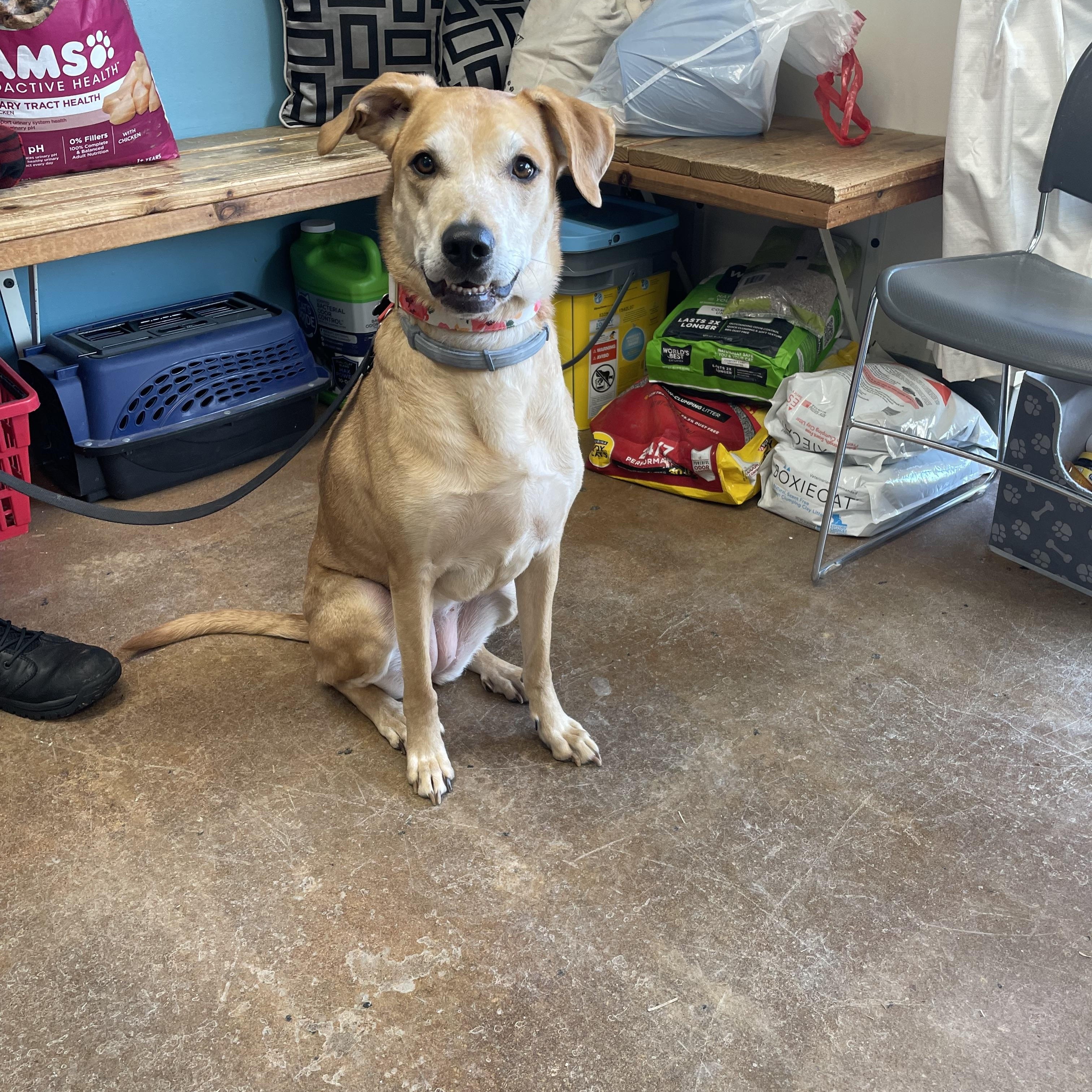 Enlarge Lacy, an adopted mixed breed in Gladstone, MO image 1/1