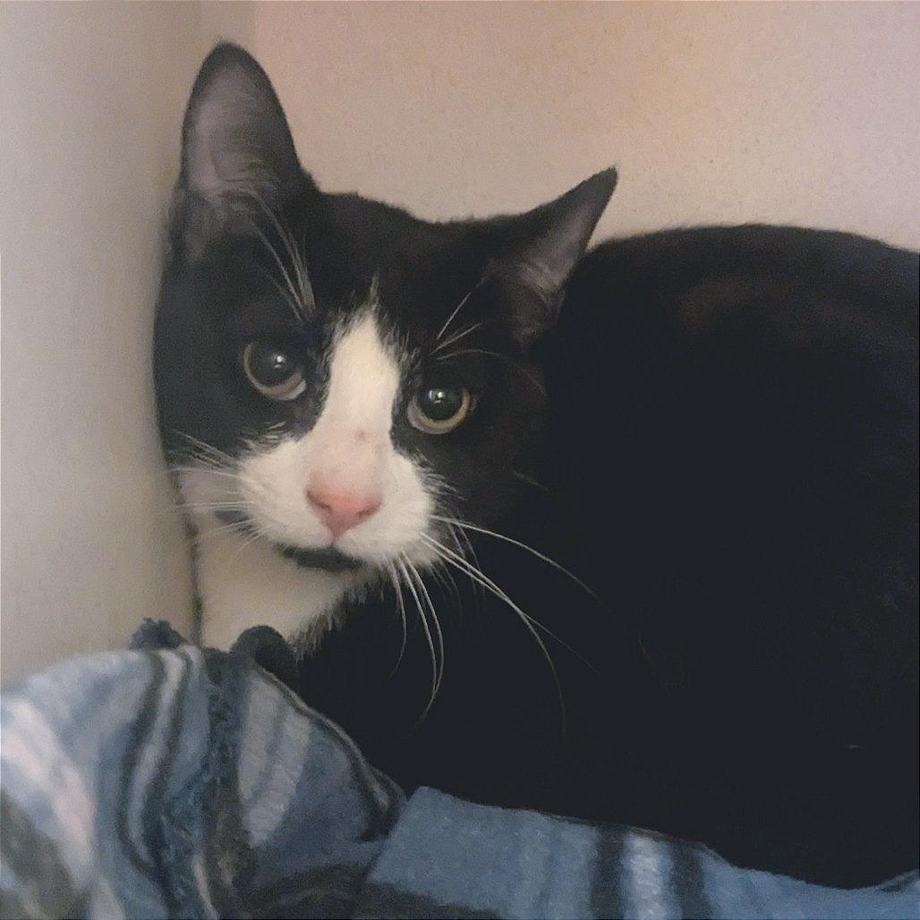 Tux, Adoptable, Young Male Domestic Short Hair.