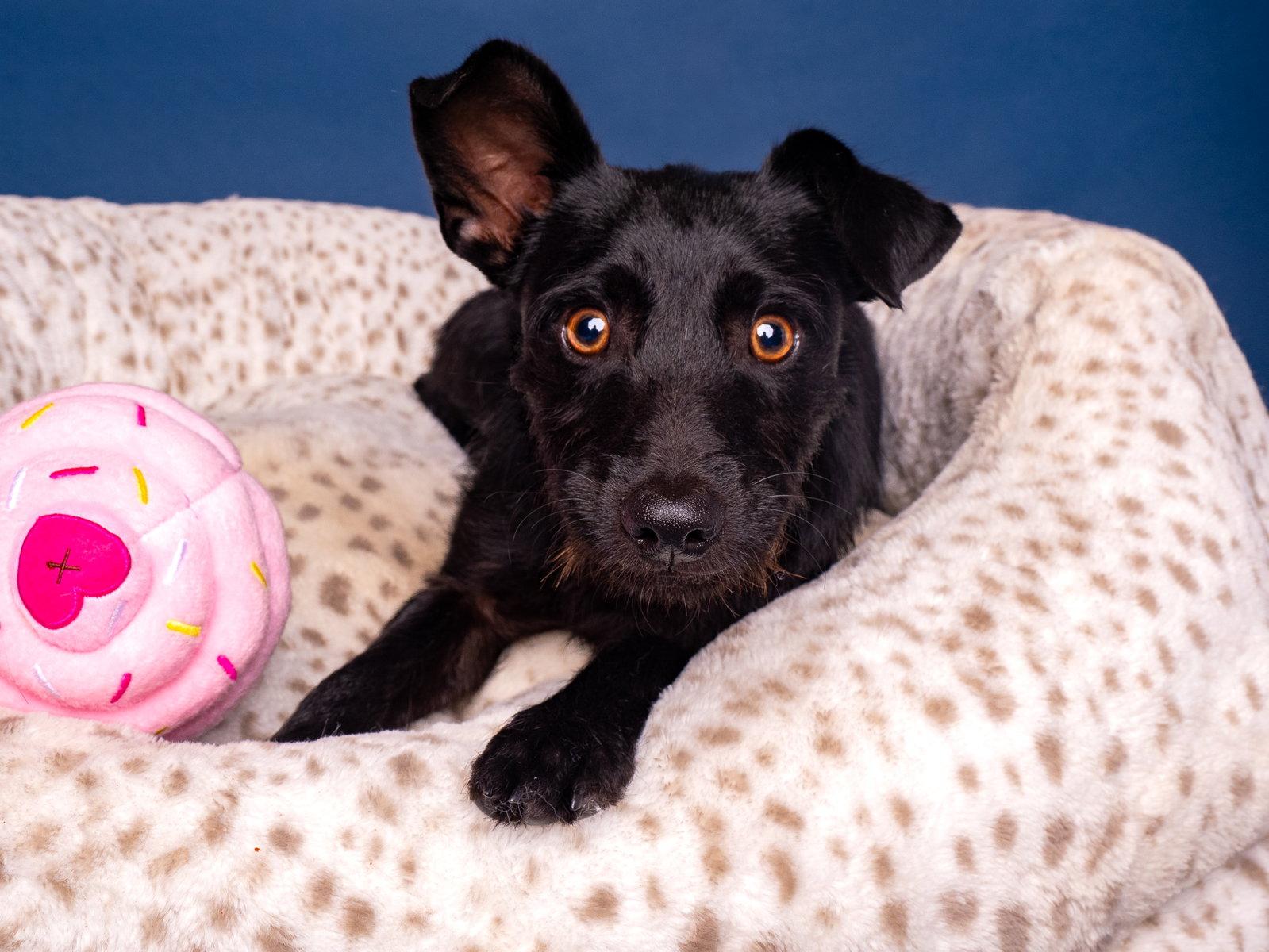 Enlarge Little John, a Adoptable Schnauzer in Palo Alto, CA image 1/3