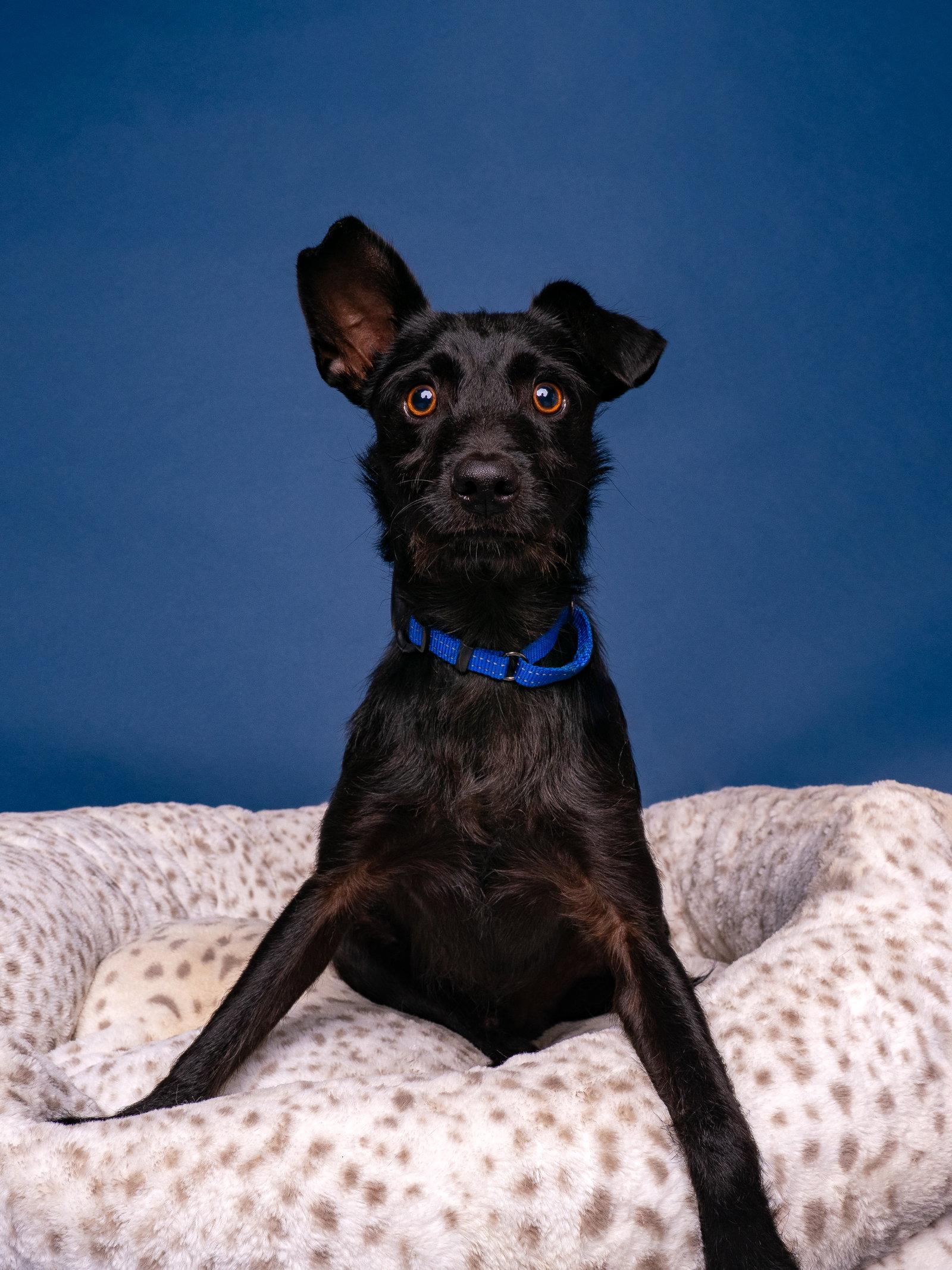 Enlarge Little John, a Adoptable Schnauzer in Palo Alto, CA image 2/3