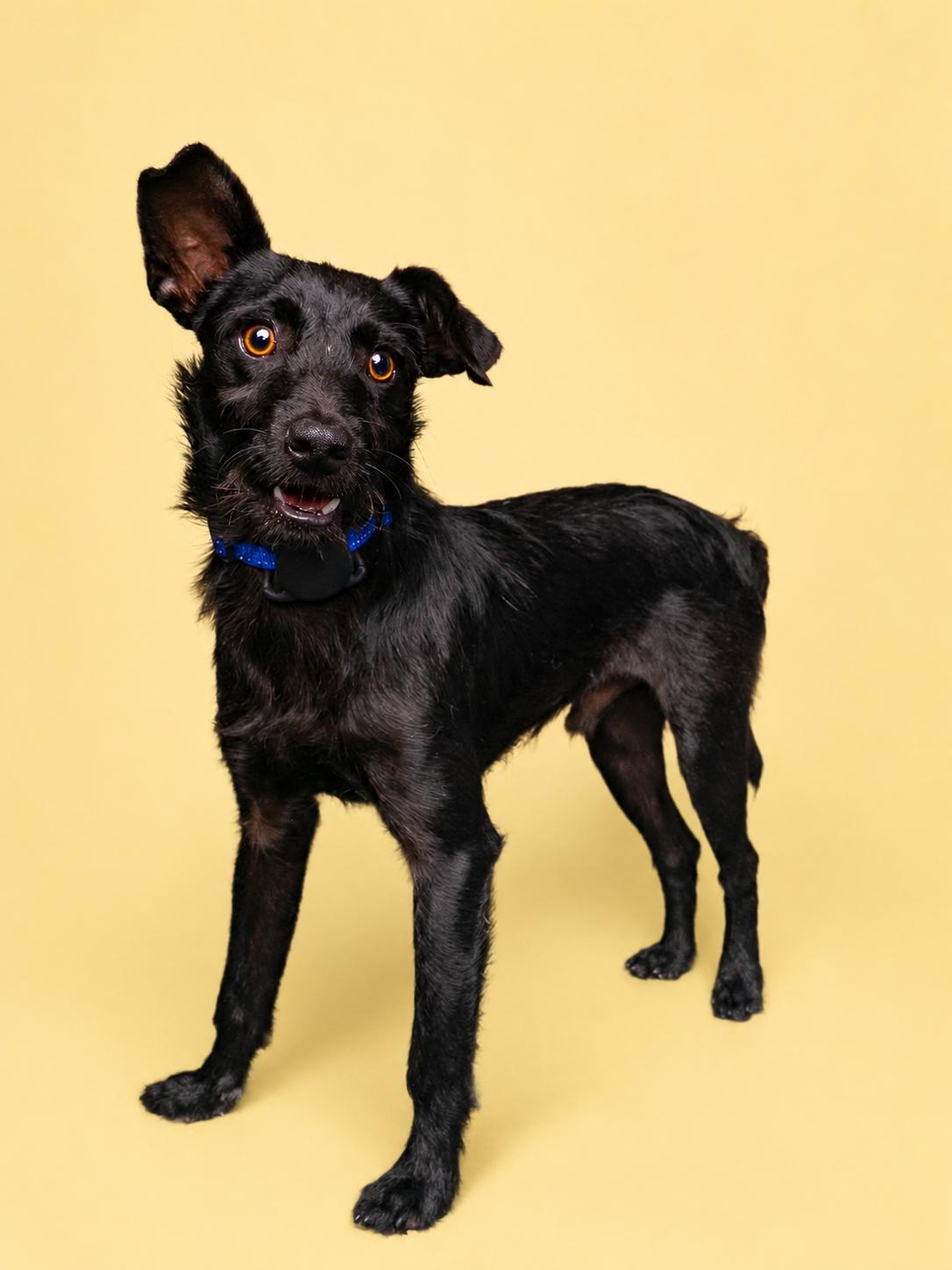 Enlarge Little John, a Adoptable Schnauzer in Palo Alto, CA image 3/3