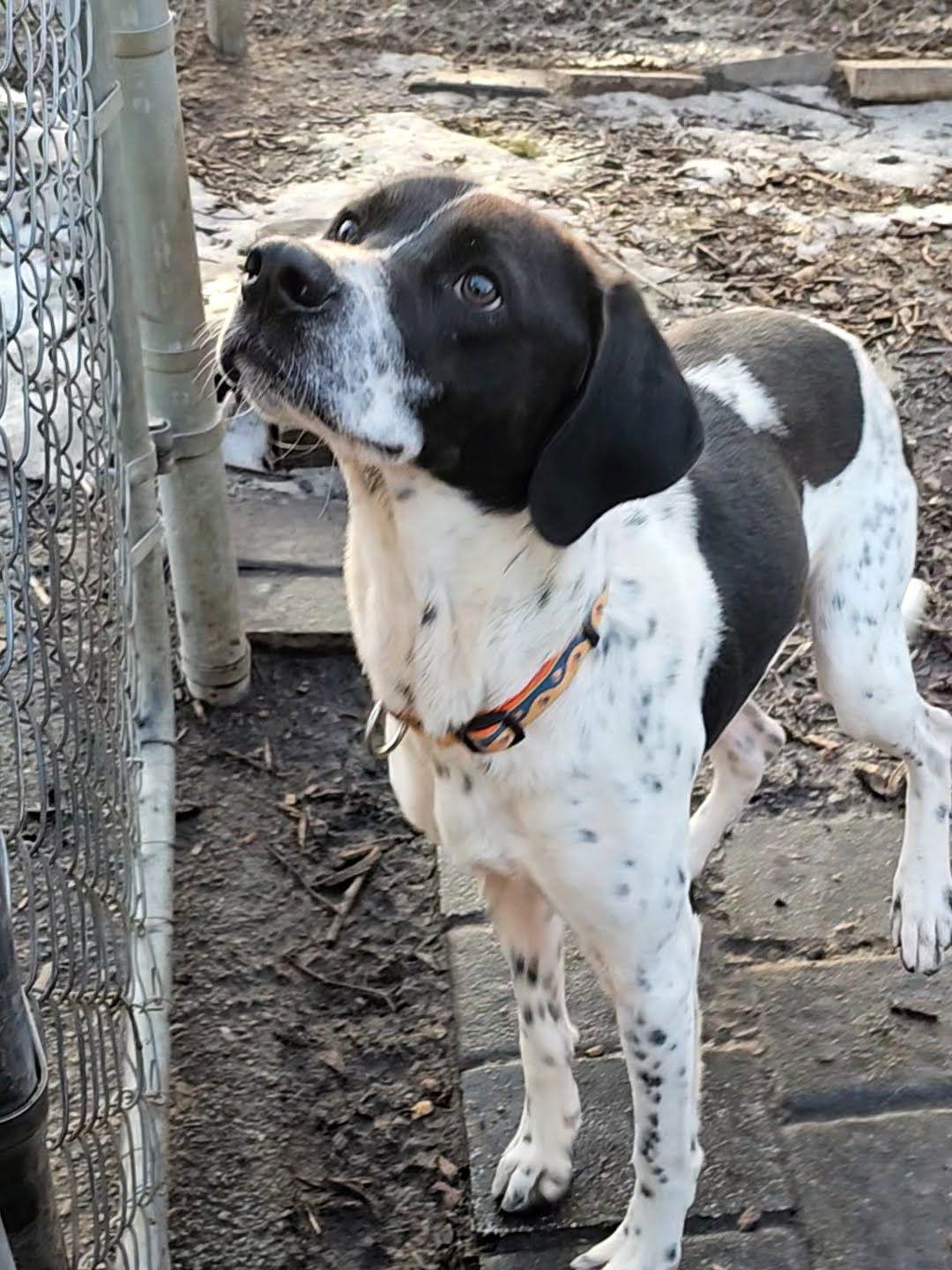 Jax, Adoptable, Young Male Brittany Spaniel & Hound.