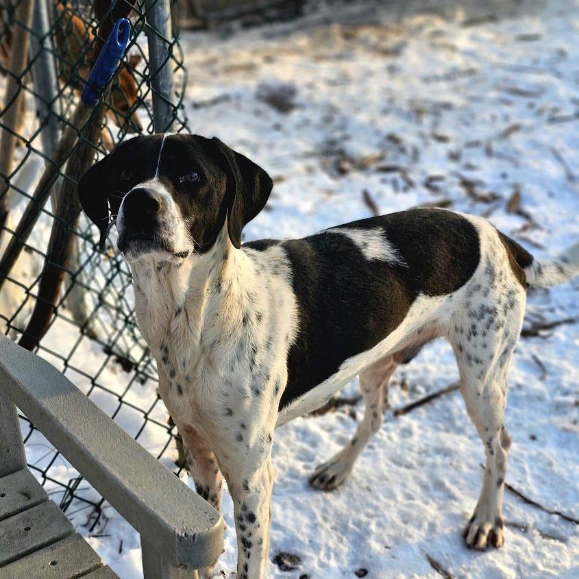 Jax, Adoptable, Young Male Brittany Spaniel & Hound.