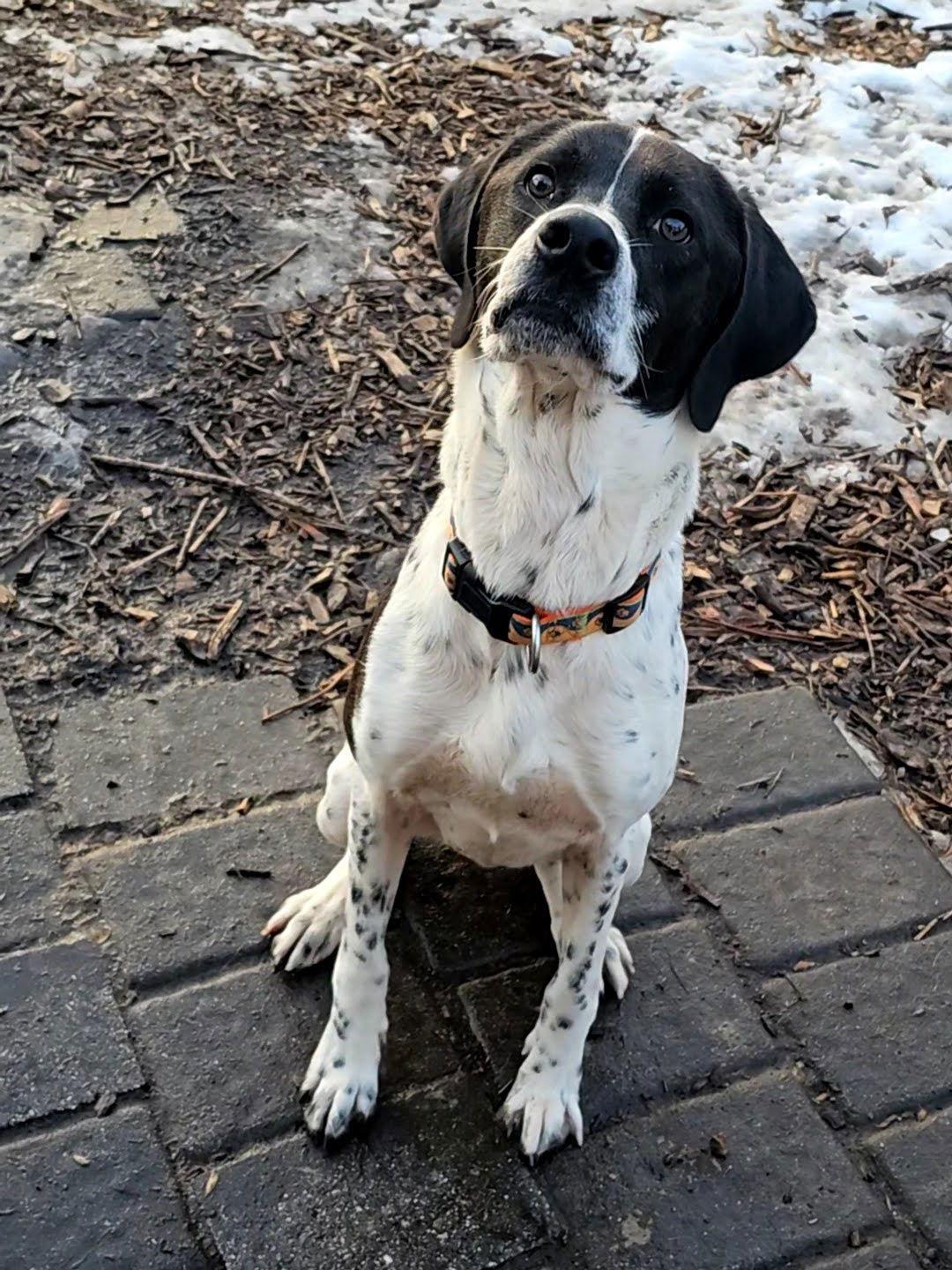 Jax, Adoptable, Young Male Brittany Spaniel & Hound.