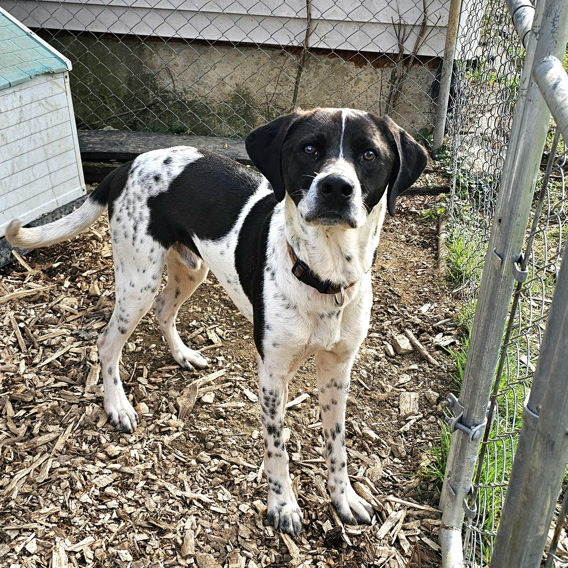 Enlarge Jax, a Adoptable mixed breed in Ringwood, NJ image 1/4