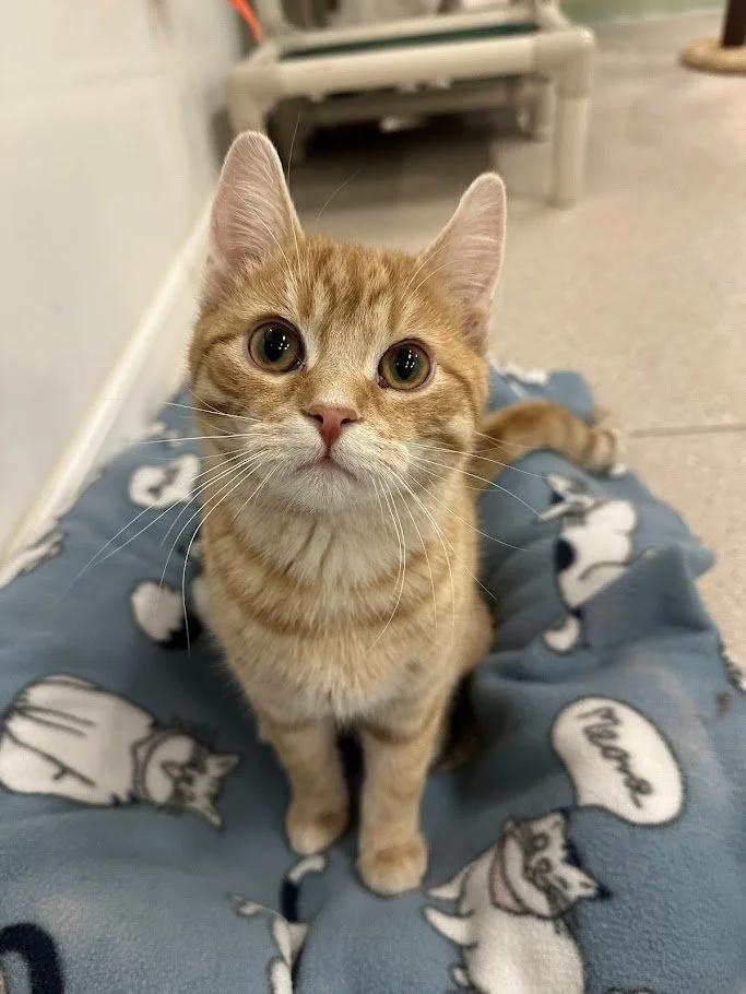 Beluga, ADOPTABLE, Young Male Domestic Short Hair.