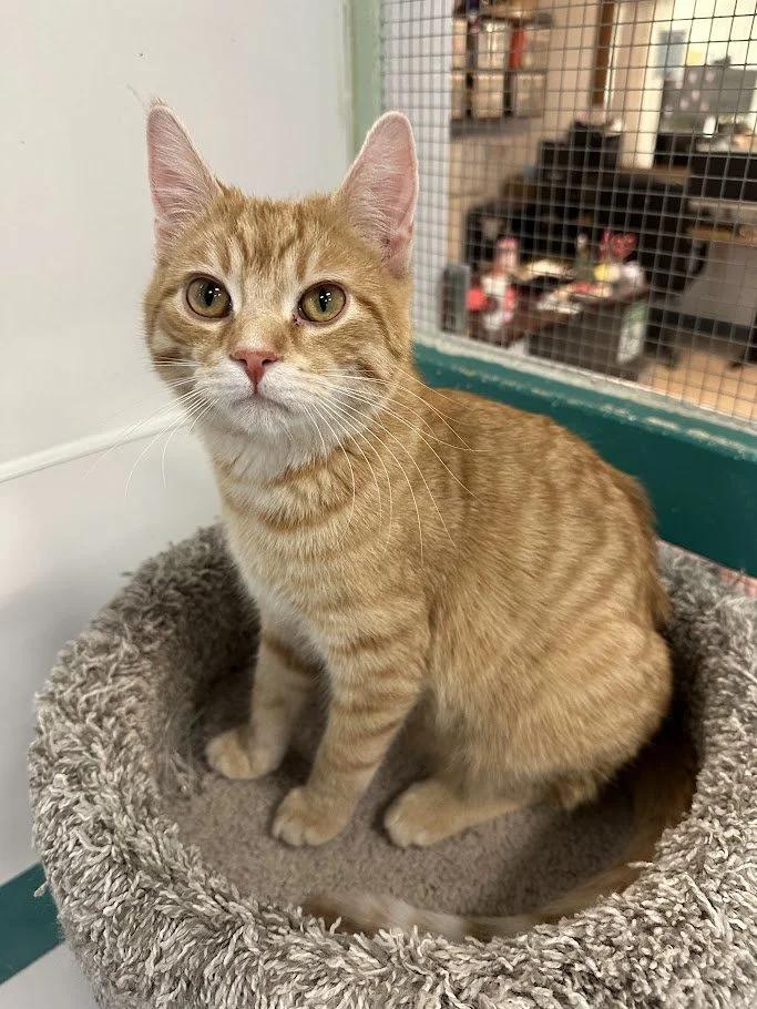 Enlarge Beluga, a ADOPTABLE Domestic Short Hair in Winona, MN image 4/6