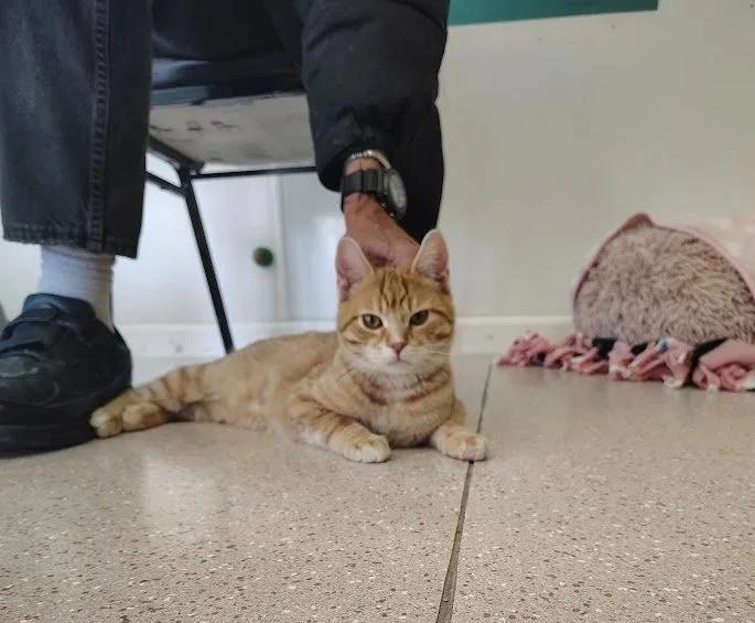 Enlarge Beluga, a ADOPTABLE Domestic Short Hair in Winona, MN image 5/6