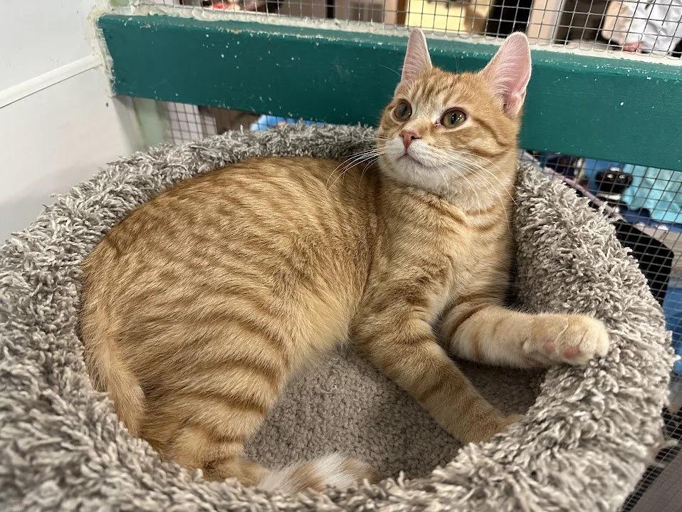 Enlarge Beluga, a ADOPTABLE Domestic Short Hair in Winona, MN image 6/6