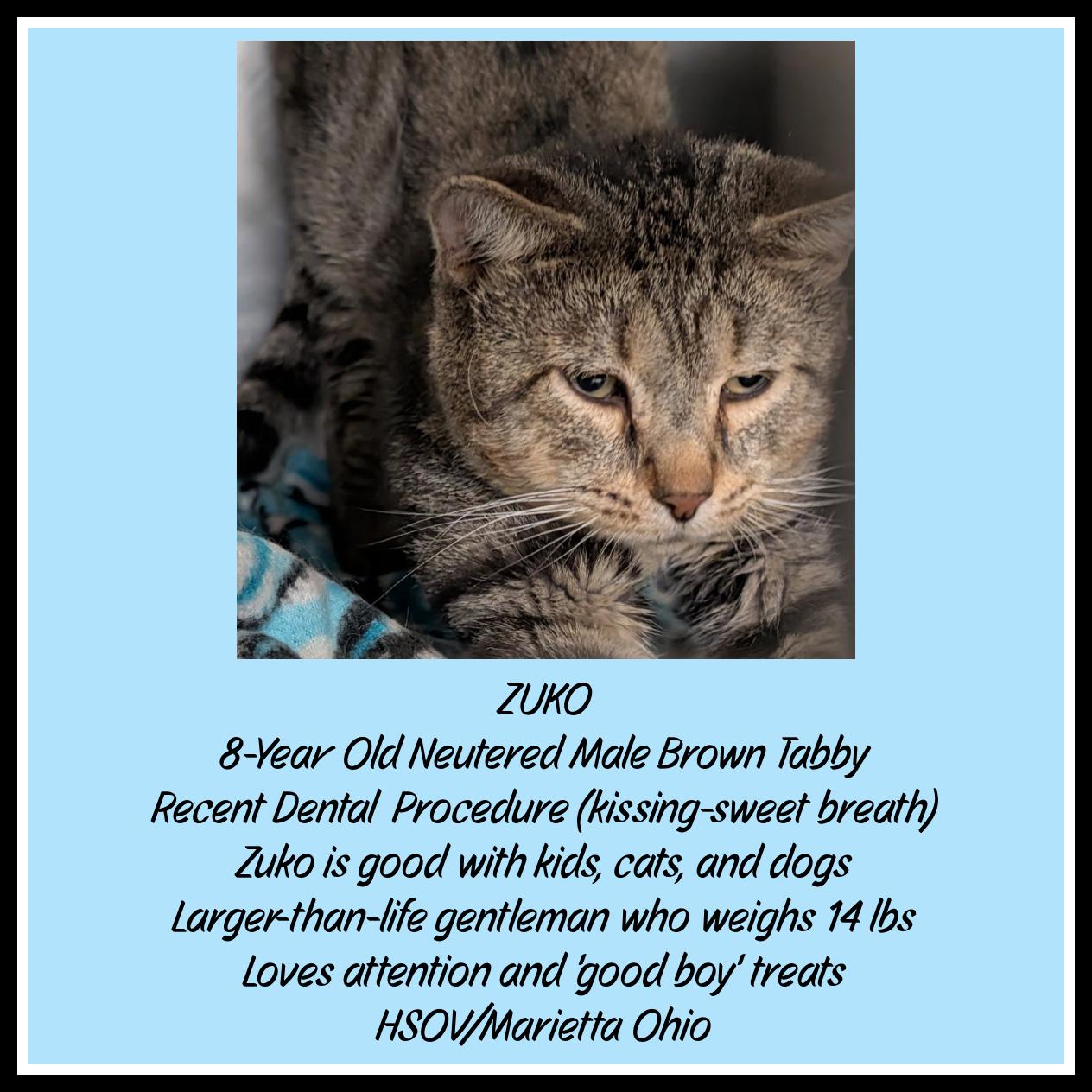 Enlarge Zuko (Neutered) (Photo August 28th 2026), a Adopted mixed breed in Marietta, OH image 2/2