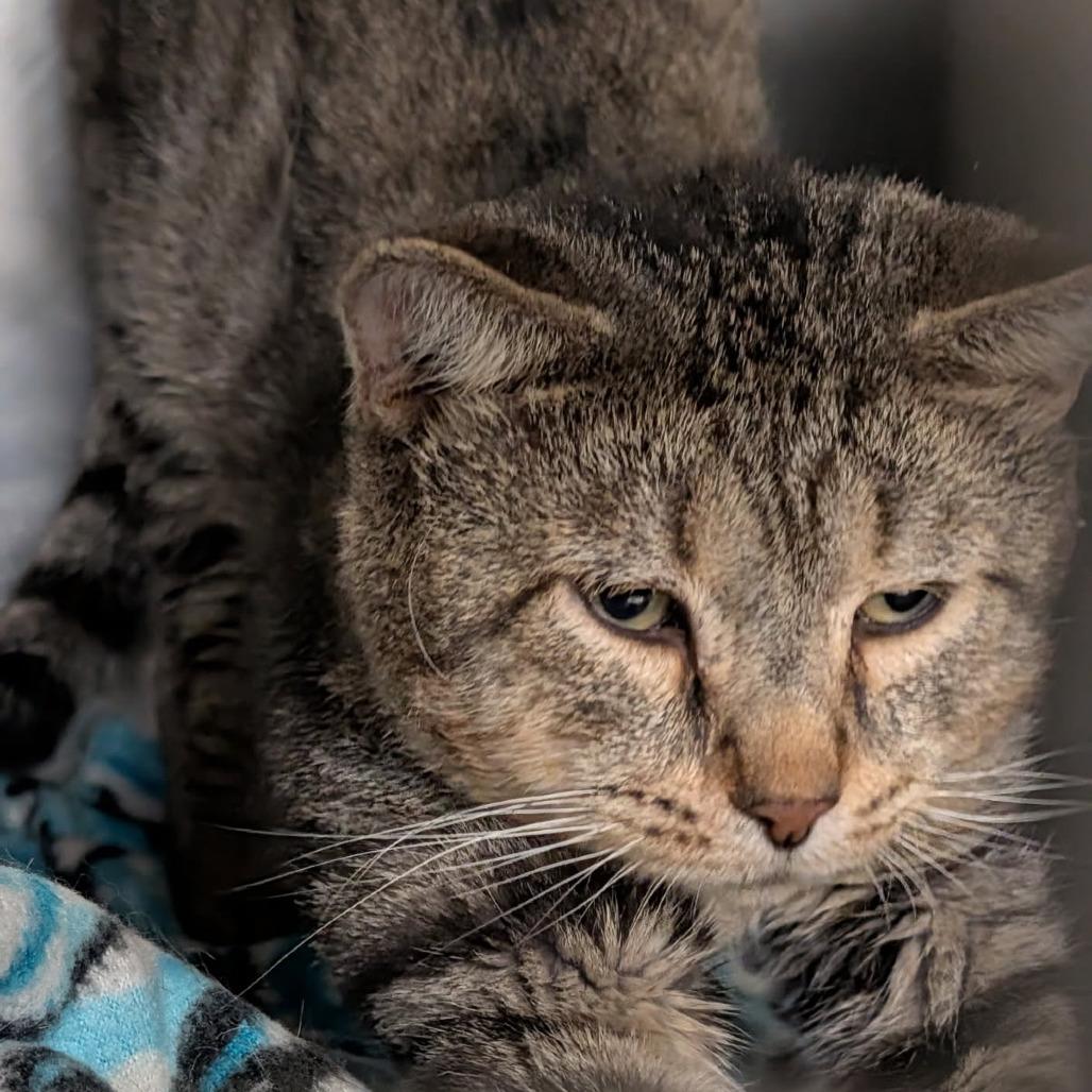 Zuko (Neutered) (Photo August 28th 2026), Adopted, Adult Male Tabby & Domestic Short Hair.