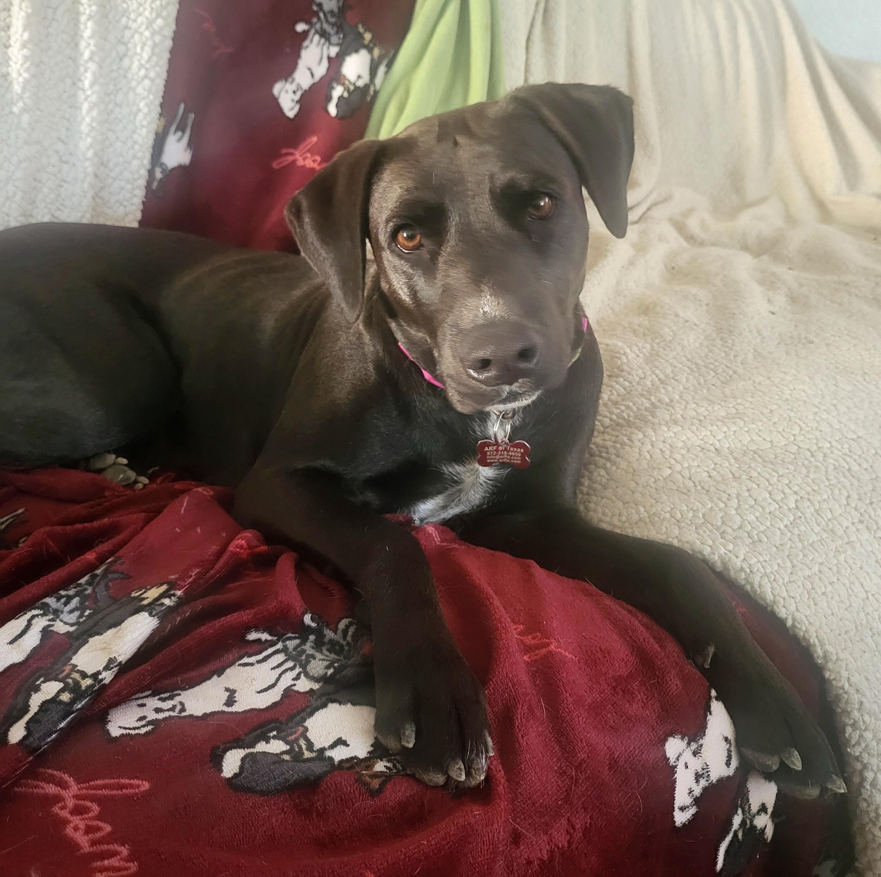 Nina " Lab Mix Female Lovely Loyal and Loving ", a Adoptable mixed breed in Flower Mound, TX image 2/5