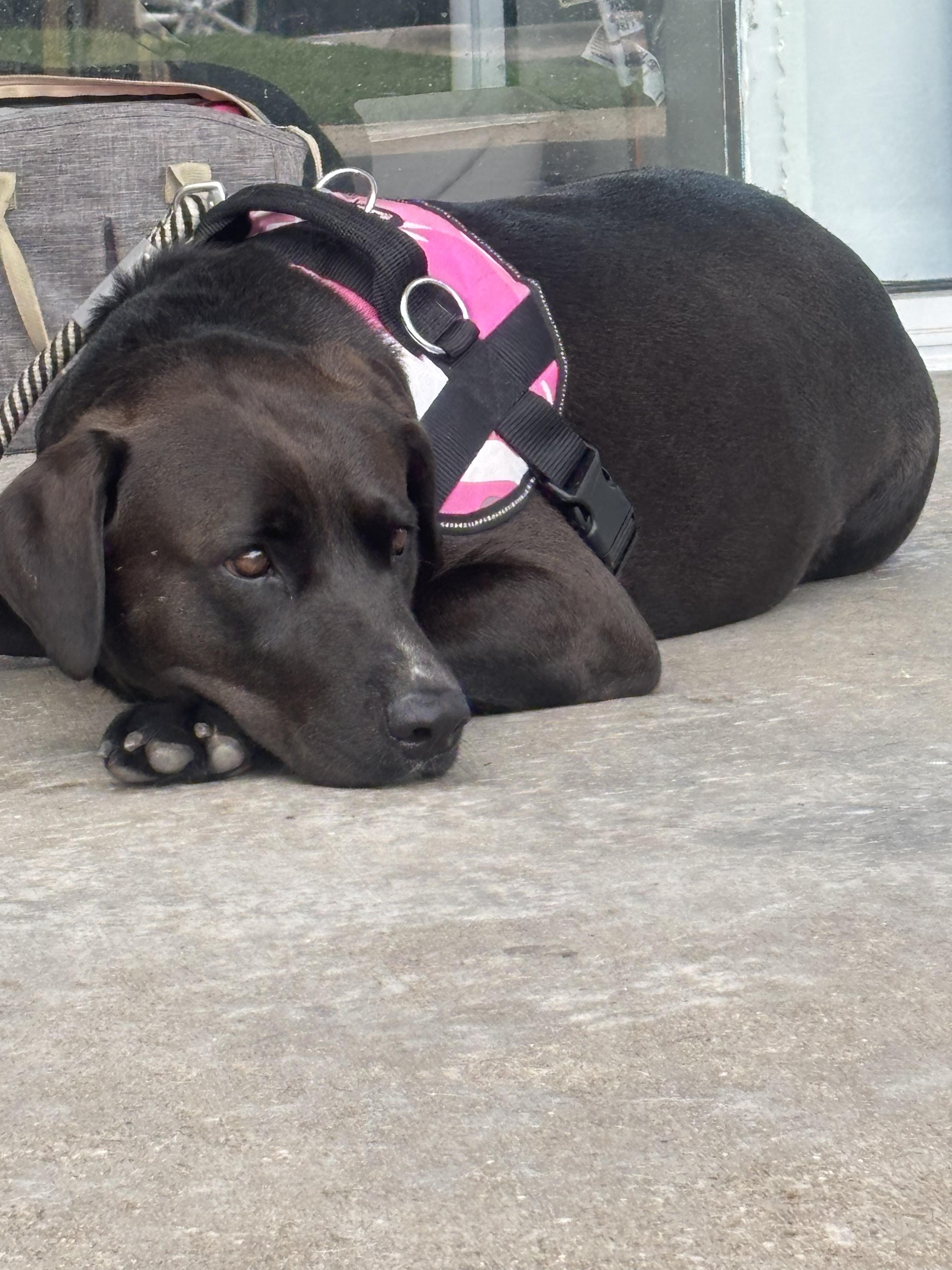 Nina " Lab Mix Female Lovely Loyal and Loving ", a Adoptable mixed breed in Flower Mound, TX image 3/5
