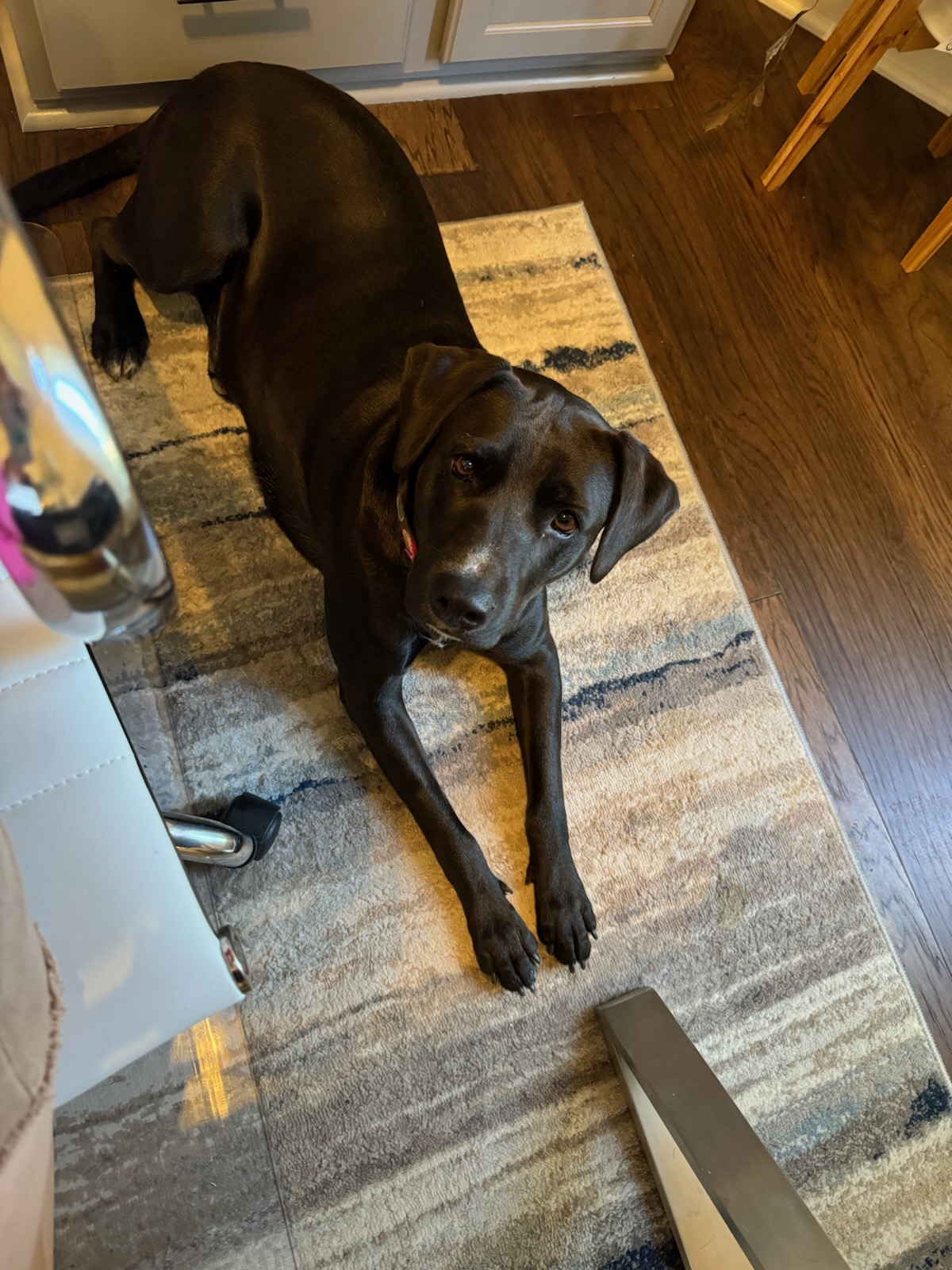 Nina " Lab Mix Female Lovely Loyal and Loving ", a Adoptable mixed breed in Flower Mound, TX image 1/5