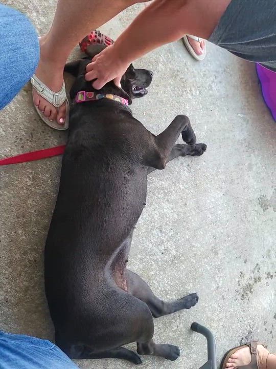 Enlarge Nina " Lab Mix Female Lovely Loyal and Loving ", a Adoptable mixed breed in Flower Mound, TX video 4/5