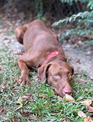 Gretel #2, a Adoptable mixed breed in Killingworth, CT image 1/5